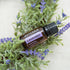 doTERRA Lavender Essential Oil - Promotes Calm, Relaxation, Peaceful Sleep, Tension Relief, and Soothing of Skin Irritation; For Diffusion, Internal, or Topical Use - 15 ml