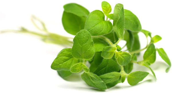 Doterra Oregano Essential Oil 15ml by doTERRA