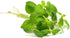 products/OREGANOPLANT.jpg